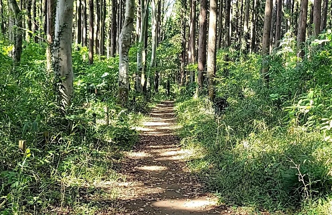 🌳 치바 현립 후나바시 현민의 숲(지바켄리쓰 후나바시켄민노모리)